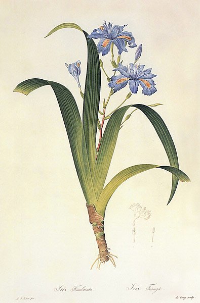 Iris japonica Thunb