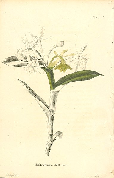 Epidendrum Umbellatum