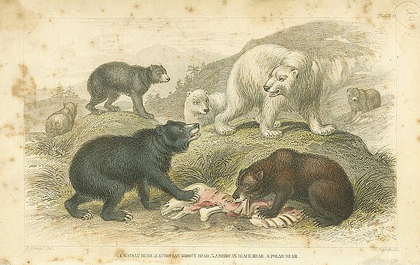 Гризли, Европейский бурый медведь, Американский черный медведь, Белый медведь 1