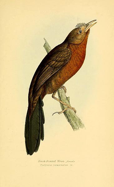 Knob-fronted Wren, female