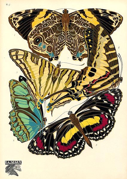 Papillons by E. A. Seguy №16