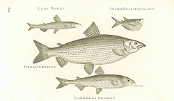 Постер Lake Smelt, Sharp-Bellited Salmon, Broad Gwiniad, Maraenula Salmon