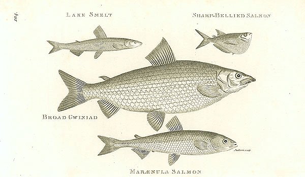 Lake Smelt, Sharp-Bellited Salmon, Broad Gwiniad, Maraenula Salmon