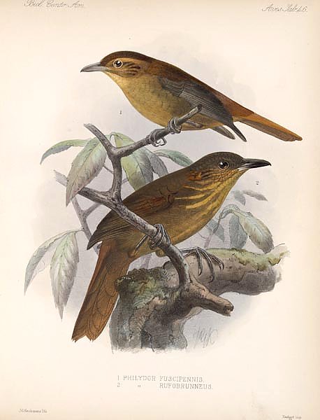 Птицы J. G. Keulemans №48
