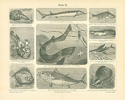 Постер Рыбы II