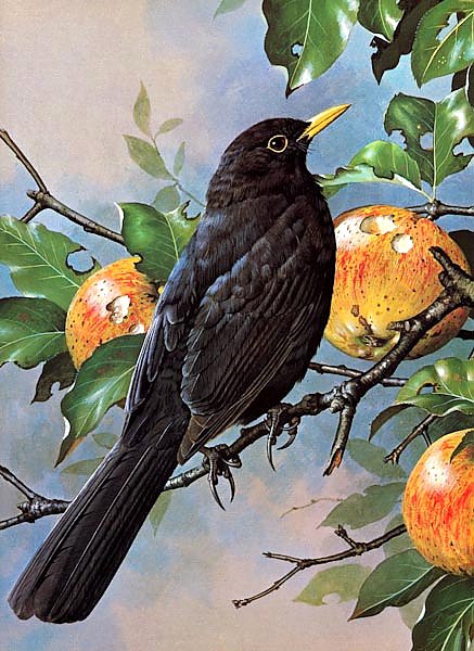 British Birds - Blackbird