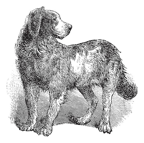 Newfoundland or Canis lupus familiaris vintage engraving