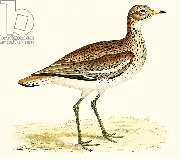 Great Plover