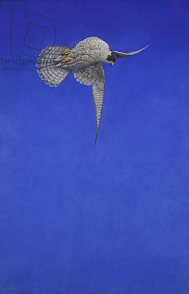The Corkscrew Stoop; Peregrine Falcon
