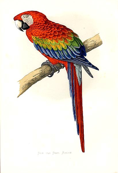 Red and Blue Macaw 2