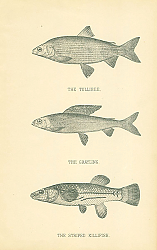 Постер The Tullibee, The Grayling, The Striped Killfish 1