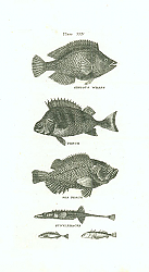 Постер Gibbous Wrass, Perch, Sea Perch, Sticklebacks