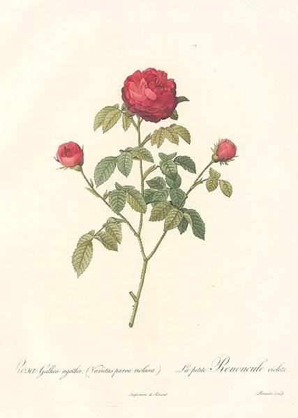 Rosa Gallica Agatha