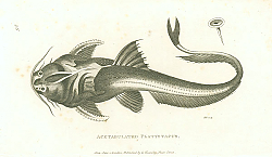 Постер Acetabulated Platystacus