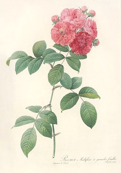 Постер Редюти Пьер Rosa Multiflora Platyphylla