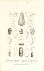 Постер Conus caledonicus, Animal of Conus bandanus, Conus tendineus, Cypraea stolida 1