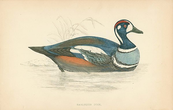 Постер Harllequin Duck