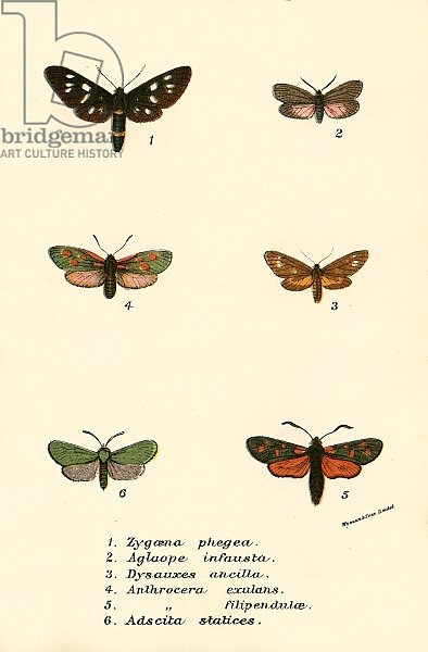 Butterflies 16