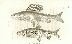 Постер Crayling Salmon, Gwiniad Salmon