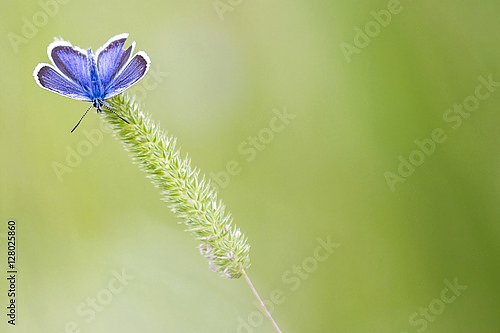 Маленькая голубая бабочка на колоске 
