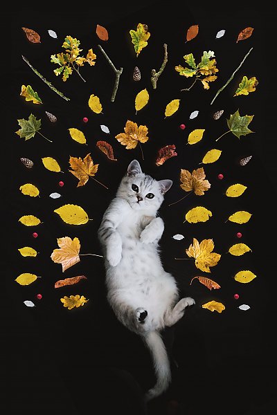 Кот и осенние листья
