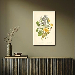 «Perfoliate Yellow-wort, Buckbean, Nymphea-like Villarsia, Jacob's Ladder 1» в интерьере с деревянными деталями