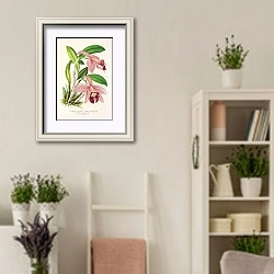 «Cattleya pumila» в интерьере комнаты в стиле прованс с цветами лаванды