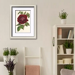 «Rose Empereur du Mexique» в интерьере комнаты в стиле прованс с цветами лаванды