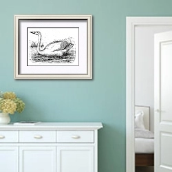 «Mute Swan or Cygnus olor, vintage engraving» в интерьере коридора в стиле прованс в пастельных тонах