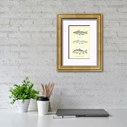 «The Common Catfish, The Margined Stone Catfish, The Big-mouthed Buffalo Fish 2» в интерьере офиса над столом