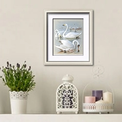 «Bewick's swan, whooper swan and mute swan'» в интерьере в стиле прованс с лавандой и свечами