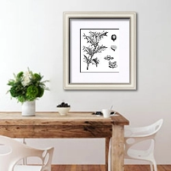 «Holly or Ilex aquifolium vintage engraving» в интерьере кухни с деревянным столом