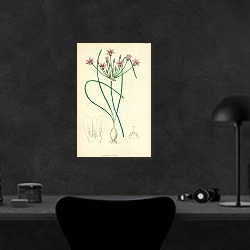 «Caloscordum nerineflorum 1» в интерьере кабинета в черном цвете