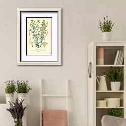 «Michaelmas Daisies (A) Aster Versicolor (B) Aster Formosissimus» в интерьере комнаты в стиле прованс с цветами лаванды