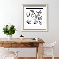 «Apricot flower, tree and kernel old engraved illustration» в интерьере кухни с деревянным столом