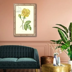 «Marechal Niel Rose» в интерьере классической гостиной над диваном