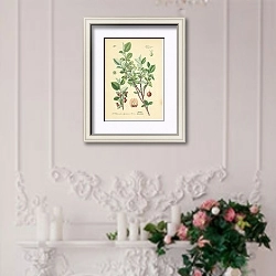 «Rosaceae, Pomeae, Cotoneaster integerrima Medicus» в интерьере в стиле прованс над камином с лепниной