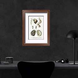 «Разные виды раковин моллюсков 2» в интерьере кабинета в черных цветах над столом