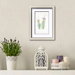 «Iris macrosiphon» в интерьере в стиле прованс с лавандой и свечами