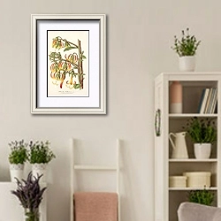 «Musschia Wollastoni» в интерьере комнаты в стиле прованс с цветами лаванды