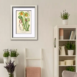 «Darlingtonia californica» в интерьере комнаты в стиле прованс с цветами лаванды