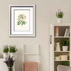 «Rosa alba» в интерьере комнаты в стиле прованс с цветами лаванды