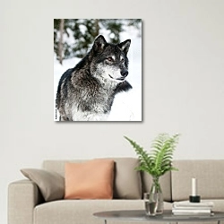 «Черный волк в зимнем лесу» в интерьере современной светлой гостиной над диваном