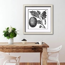 «Breadfruit, Artocarpe or Artocarpus altilis old engraving.» в интерьере кухни с деревянным столом