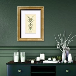 «Epeira diadema Fem, Epeira tubulosa Walck, Epeira agalena Hahn» в интерьере зеленой комнаты