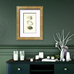 «Cytherea Dronea, Tellina Guildfordiae, Anadon Georginae 1» в интерьере зеленой комнаты