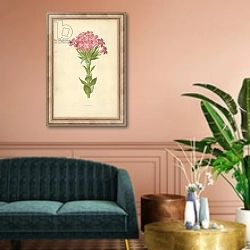 «Crassula» в интерьере классической гостиной над диваном