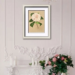 «Camellia Principessa Clotilde» в интерьере в стиле прованс над камином с лепниной