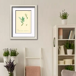 «Salix Lapponum, var. psedo-glauca. Downy mountain Willow» в интерьере комнаты в стиле прованс с цветами лаванды