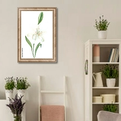 «Белая лилия с бутоном на белом фоне» в интерьере комнаты в стиле прованс с цветами лаванды